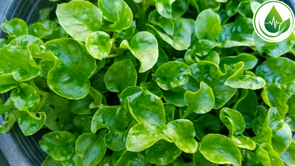 Agrião: um dos Vegetais Mais Nutritivos da Feira?