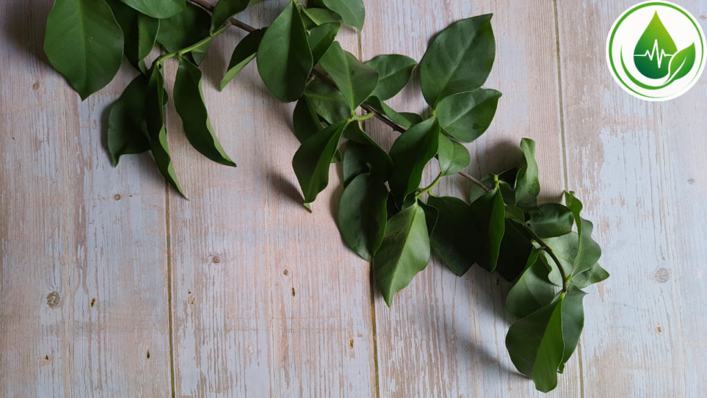 Ora-Pro-Nóbis: Por que Essa Planta Ficou Tão Famosa nos últimos Anos?