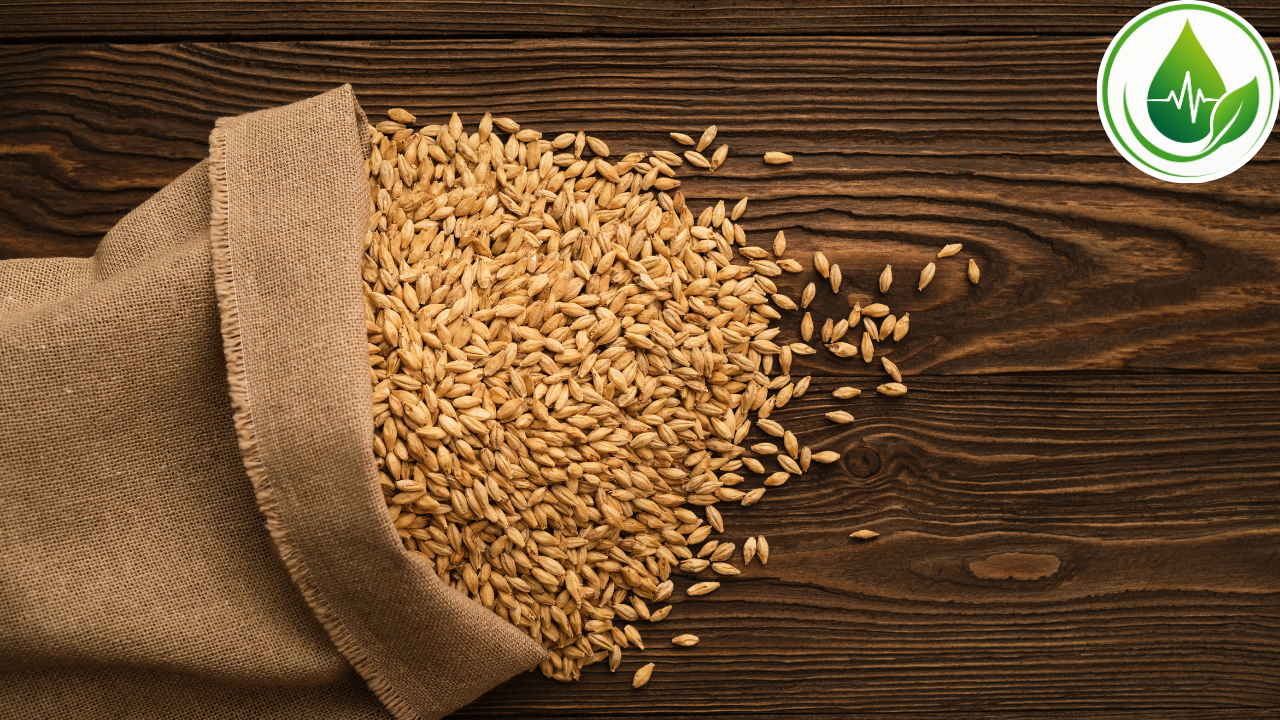 Cevada: conheça esse grão nutritivo e descubra como ele pode fazer parte da alimentação